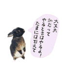 口下手なハーフうさぎのメッセージ（個別スタンプ：40）