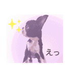 ボストンテリア。Boston terrier（個別スタンプ：2）
