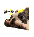 ボストンテリア。Boston terrier（個別スタンプ：3）