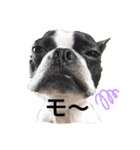 ボストンテリア。Boston terrier（個別スタンプ：4）