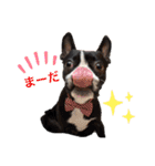ボストンテリア。Boston terrier（個別スタンプ：5）