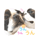 ボストンテリア。Boston terrier（個別スタンプ：7）