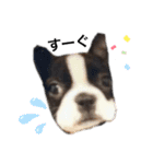 ボストンテリア。Boston terrier（個別スタンプ：8）