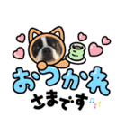 ボストンテリア。Boston terrier（個別スタンプ：10）