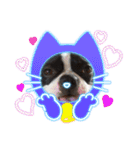 ボストンテリア。Boston terrier（個別スタンプ：11）