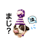 ボストンテリア。Boston terrier（個別スタンプ：12）