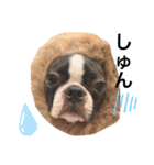 ボストンテリア。Boston terrier（個別スタンプ：14）