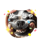 ボストンテリア。Boston terrier（個別スタンプ：15）