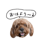 だふさんの使えるスタンプ（個別スタンプ：3）