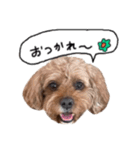 だふさんの使えるスタンプ（個別スタンプ：4）