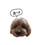 だふさんの使えるスタンプ（個別スタンプ：5）