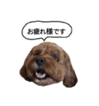 だふさんの使えるスタンプ（個別スタンプ：10）