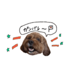 だふさんの使えるスタンプ（個別スタンプ：21）