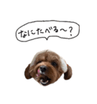 だふさんの使えるスタンプ（個別スタンプ：32）