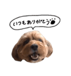 だふさんの使えるスタンプ（個別スタンプ：38）