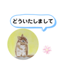 シマリスの絵（個別スタンプ：4）