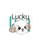 Stickers_Shih Tzu having expression face（個別スタンプ：3）