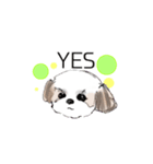 Stickers_Shih Tzu having expression face（個別スタンプ：11）