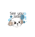 Stickers_Shih Tzu having expression face（個別スタンプ：16）