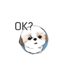 Stickers_Shih Tzu having expression face（個別スタンプ：17）