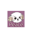 Stickers_Shih Tzu having expression face（個別スタンプ：22）