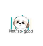 Stickers_Shih Tzu having expression face（個別スタンプ：24）