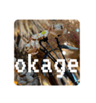 okage6（個別スタンプ：2）
