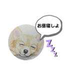 寝てるチワワの絵（個別スタンプ：5）