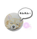 寝てるチワワの絵（個別スタンプ：8）