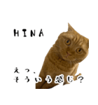 飼い猫ひなさんのスタンプ（個別スタンプ：1）