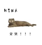 飼い猫ひなさんのスタンプ（個別スタンプ：3）