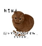 飼い猫ひなさんのスタンプ（個別スタンプ：4）