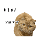 飼い猫ひなさんのスタンプ（個別スタンプ：5）