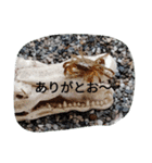 クロベンケイガニ（個別スタンプ：11）