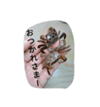 クロベンケイガニ（個別スタンプ：12）