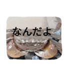クロベンケイガニ（個別スタンプ：13）