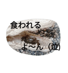 クロベンケイガニ（個別スタンプ：20）