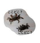 クロベンケイガニ（個別スタンプ：23）