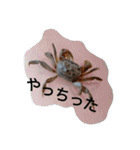 クロベンケイガニ（個別スタンプ：26）