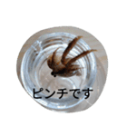 クロベンケイガニ（個別スタンプ：36）
