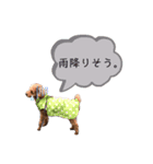 ネルちゃんのスタンプ（個別スタンプ：5）
