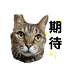 日常使いの猫スタンプ3（個別スタンプ：2）