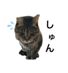 日常使いの猫スタンプ3（個別スタンプ：3）