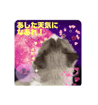 ラグドールのミミちゃん（個別スタンプ：2）