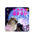 ラグドールのミミちゃん（個別スタンプ：3）