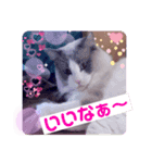 ラグドールのミミちゃん（個別スタンプ：5）