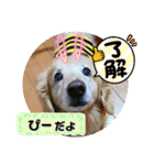 びーちゃん家族【13】（個別スタンプ：37）