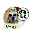 びーちゃん家族【13】（個別スタンプ：38）