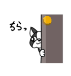 飼い犬ボッスン＆リリィ（個別スタンプ：12）