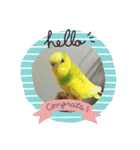 セキセイインコ、ピコちゃん（個別スタンプ：1）